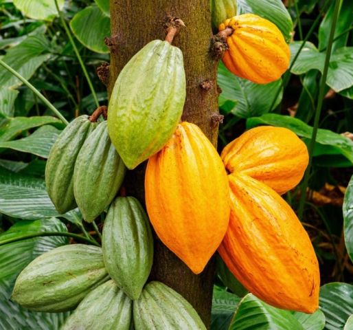 Cacao Guide