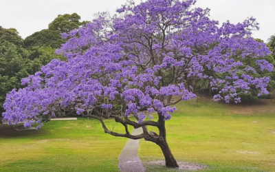 Jacaranda Guide