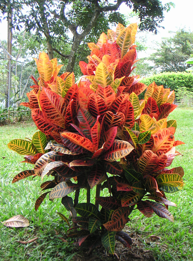 Variegated Croton