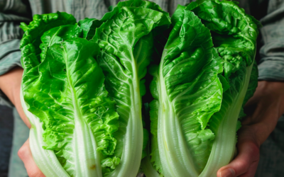 Lettuce Guide